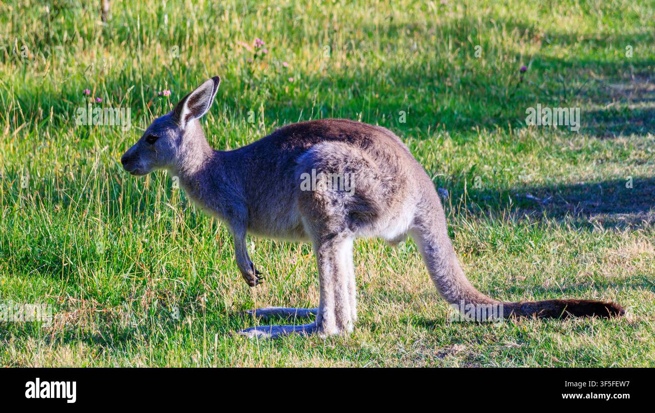 Canguro grigio orientale in atteggiamento di allerta su una prateria aperta nel Lysterfield Park, Victoria, Australia, con la luce del sole che evidenzia l'animale nel suo habitat naturale Foto Stock