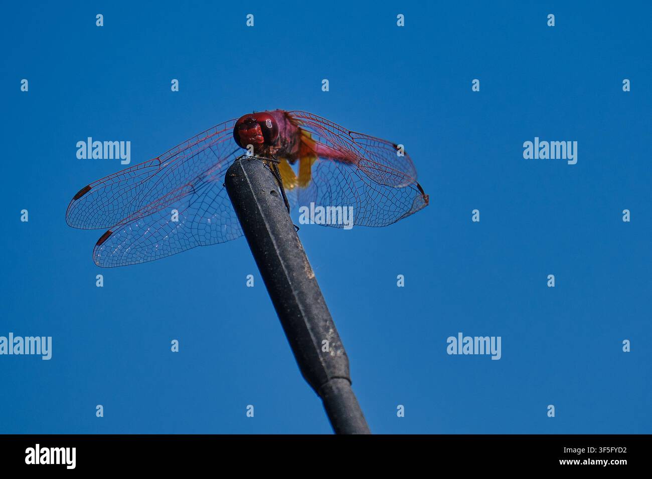 &ª ¶fóŒùóÇŸ‹åçFü Foto Stock