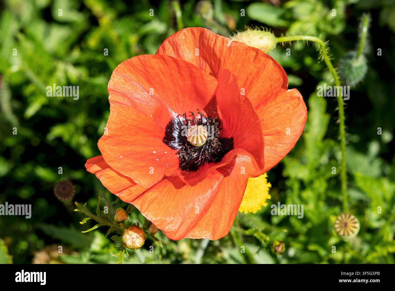 Un fiore di papavero rosso vivace fiorisce alla luce del sole, mostrando il suo centro scuro e i petali delicati, vicino a Noto, Sicilia, Italia Foto Stock