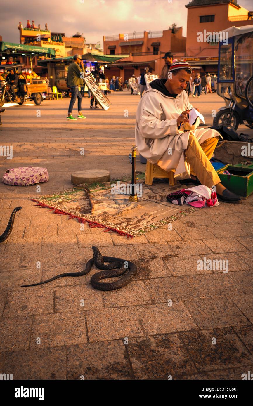 Bella vista serale di cobra allo stand di un incantatore di serpenti nella piazza Jemaa el-Fnaa nel quartiere della Medina di Marrakesh, Marocco Foto Stock