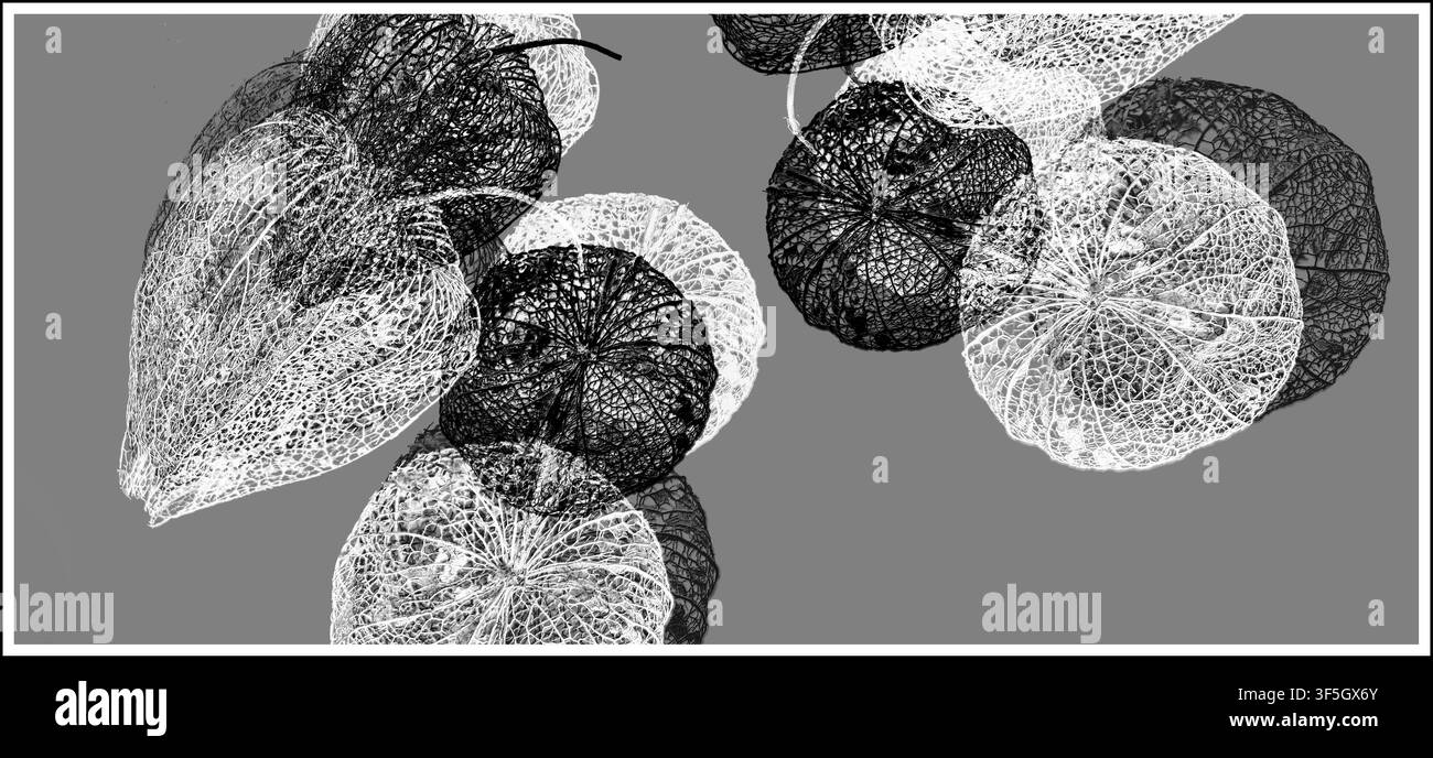 Immagine bianco e nero semi-astratta basata su due bacche di una pianta di lanterna cinese (Physalis). Foto Stock