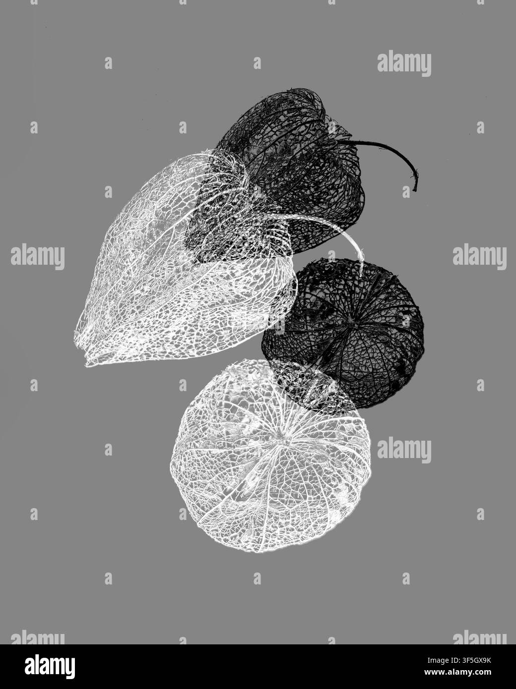 Immagine bianco e nero semi-astratta basata su due bacche di una pianta di lanterna cinese (Physalis). Foto Stock
