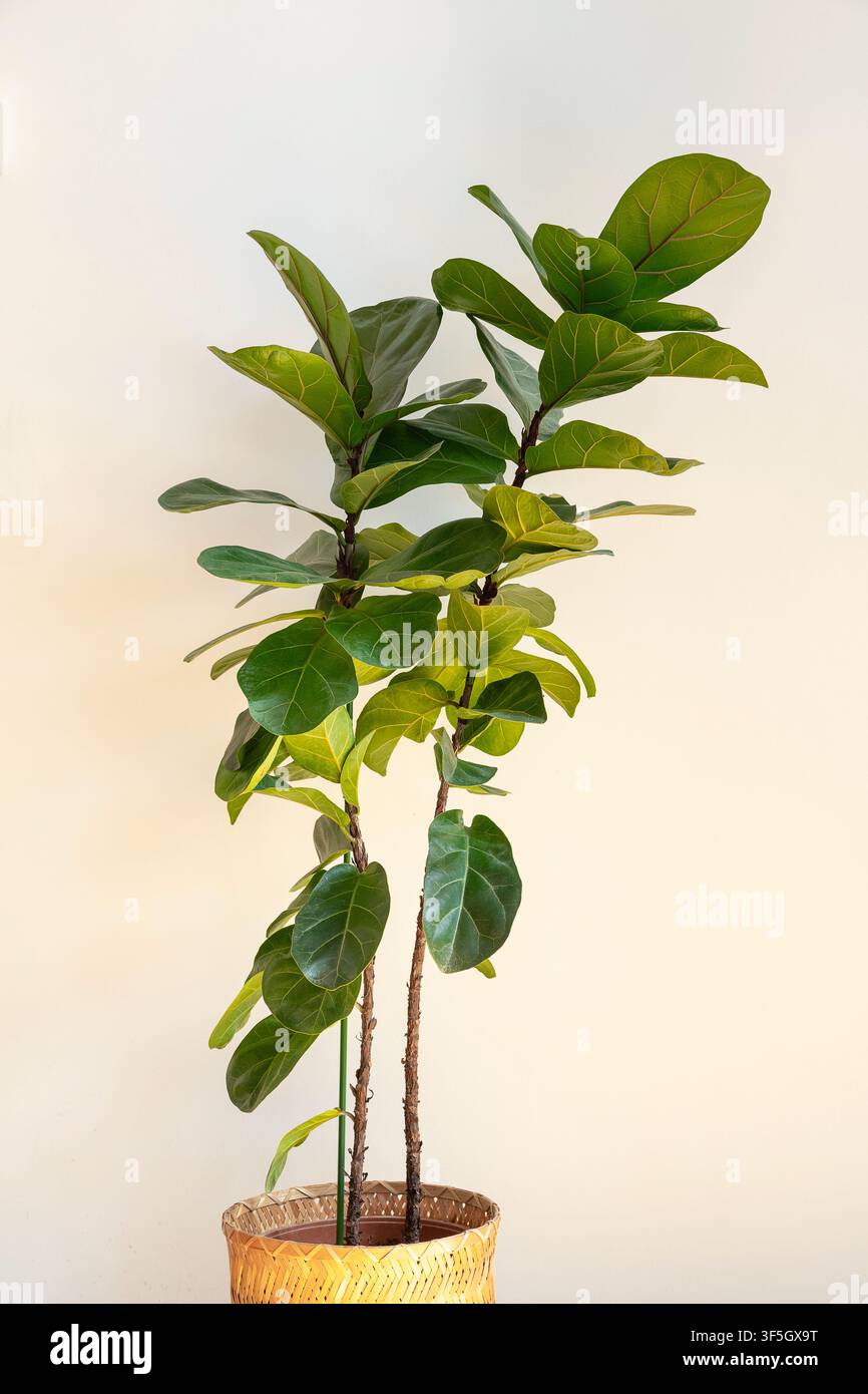 Ficus lyrata bambino (fico nano Fiddle Leaf) Foto Stock