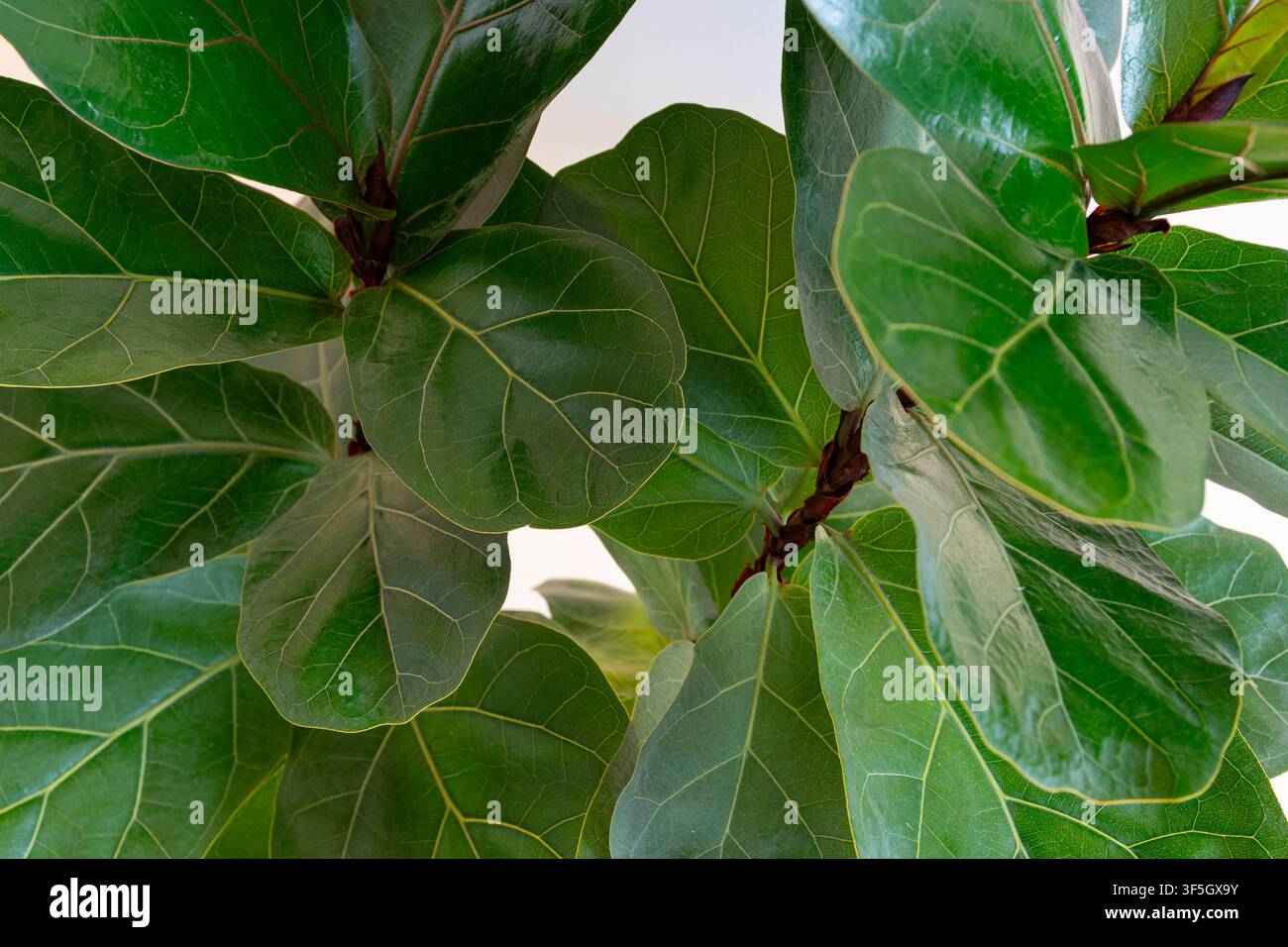 Fogliame Ficus lyrata bambino (fico nano della foglia di Fiddle) primo piano Foto Stock