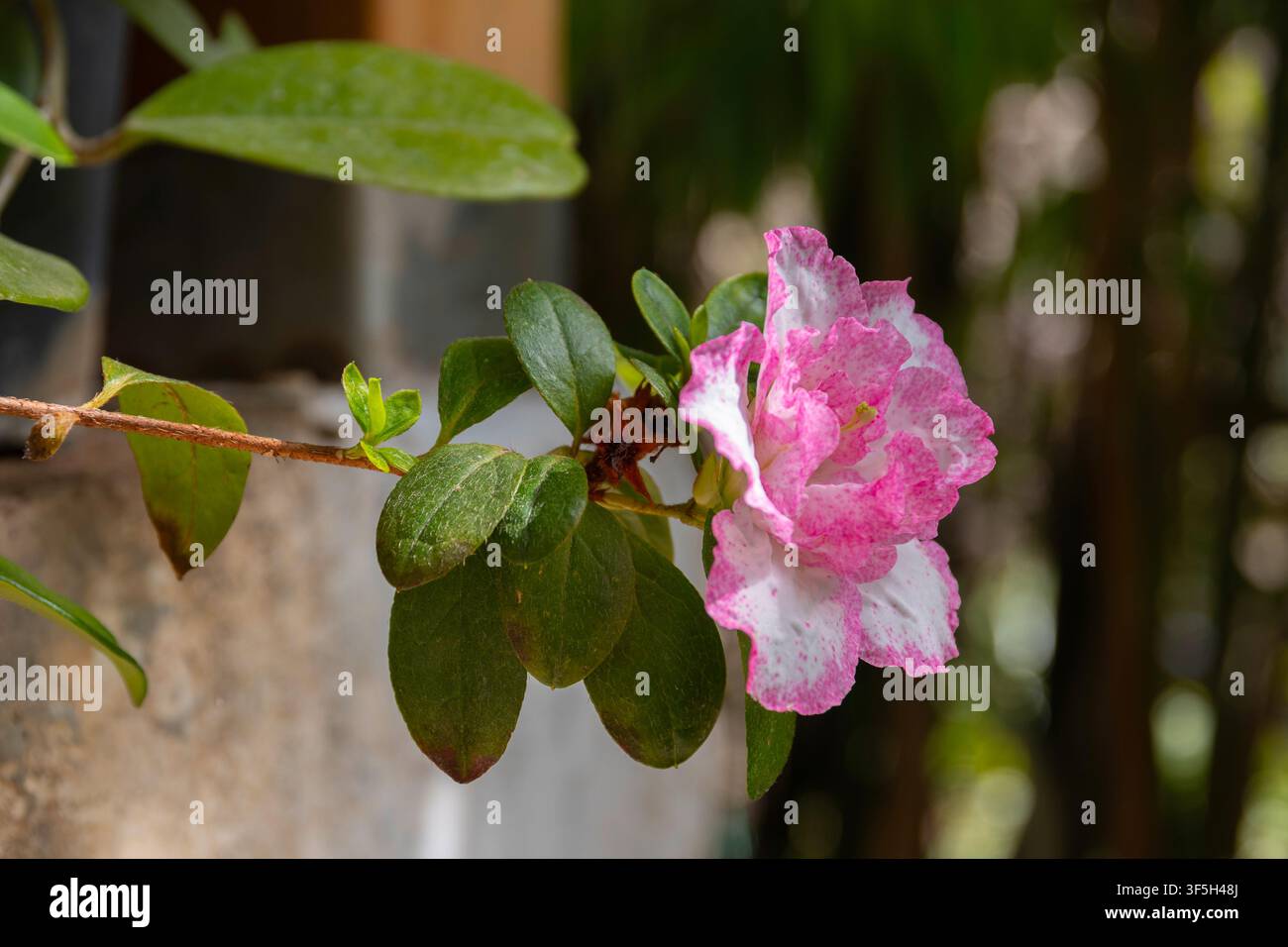Azalea (Rhododendron) con fiori rosa e bianchi, dettaglio Foto Stock