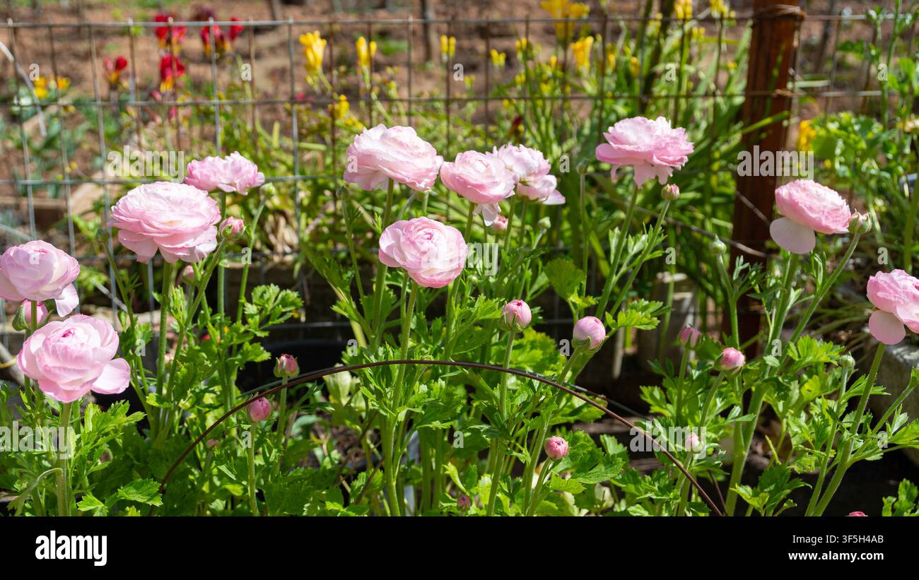 Ranunculus Asiaticus Tecolote pink (Fiore di campo persiano) in fiore nel giardino Foto Stock