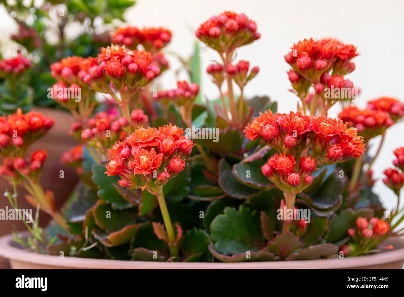 Piante di Kalanchoe con grappoli di fiori rosso acceso Foto Stock