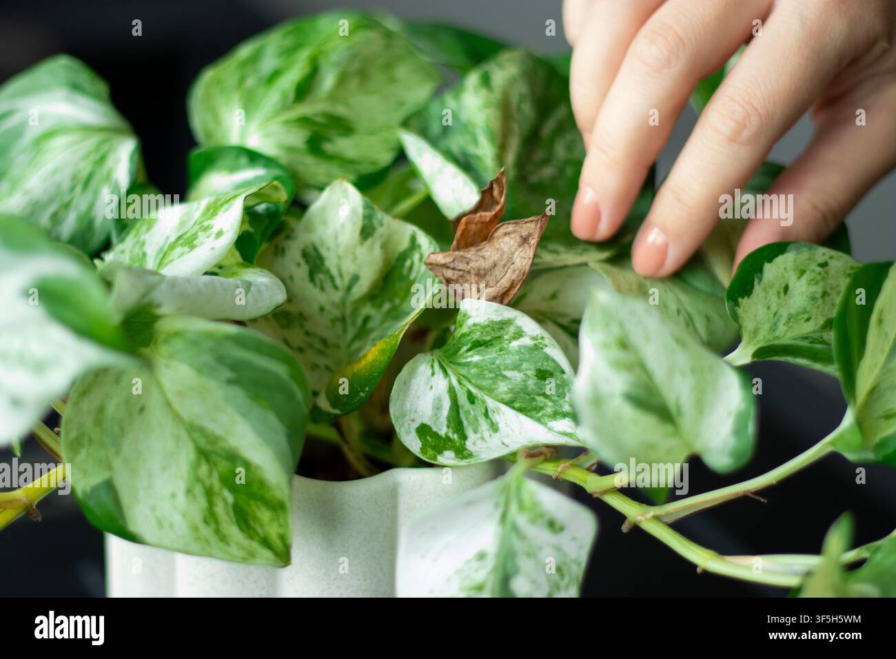 Mano che rimuove delicatamente foglie secche da una pianta di pothos verde e sana in un vaso bianco Foto Stock