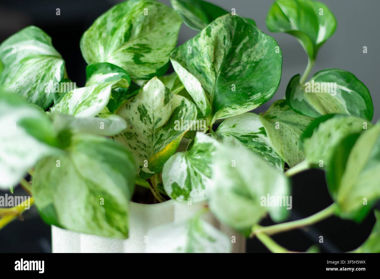 Piante pothos variegata con foglie verdi e bianche in un vaso bianco strutturato, posizionata su una superficie scura con sfondo sfocato Foto Stock