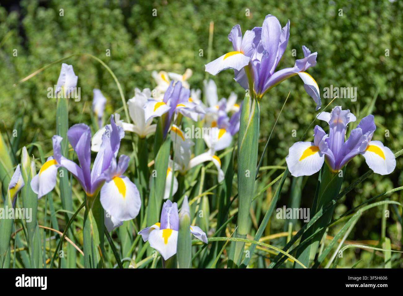 Fiori di iris olandese (Iris hollandica) nel giardino di casa Foto Stock