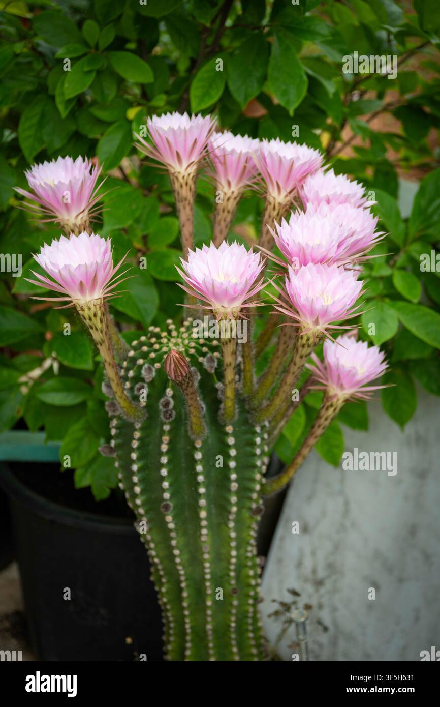 Giglio pasquale Cactus con fiori in piena fioritura (echinopsis oxygona) Foto Stock