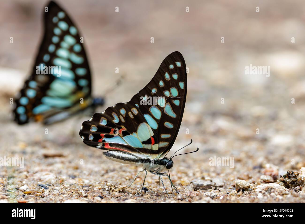 Gheppio comune, farfalla Graphium doson che mostra intricati motivi sulle ali a Chiang Mai, Thailandia Foto Stock