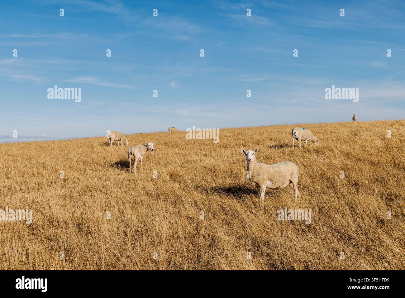 Peccatoio che cerca di pascolare sulle colline gallesi aride vicino a Offa's Dyke durante la lunga siccità dell'estate 2026 (presso Knighton, Powys, Galles, Regno Unito) Foto Stock
