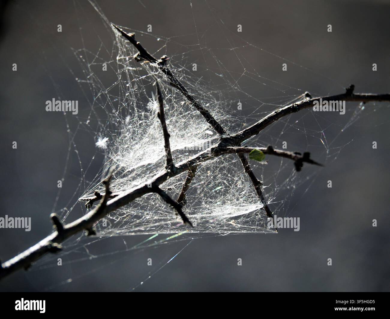 Rete di ragno intricata su rami spinosi con riflessi di luce solare. Foto Stock
