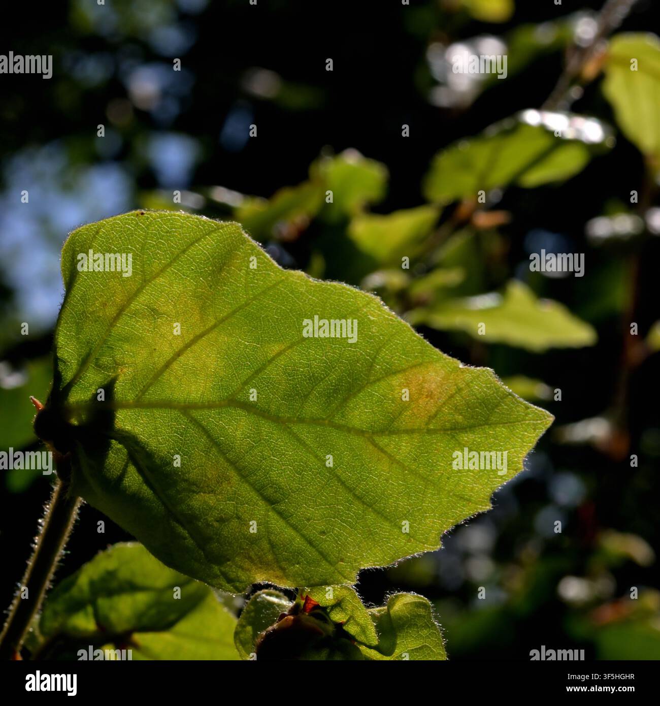 Prima di una foglia di faggio con la luce del sole che filtra mostrando il disegno delle venature. Foto Stock