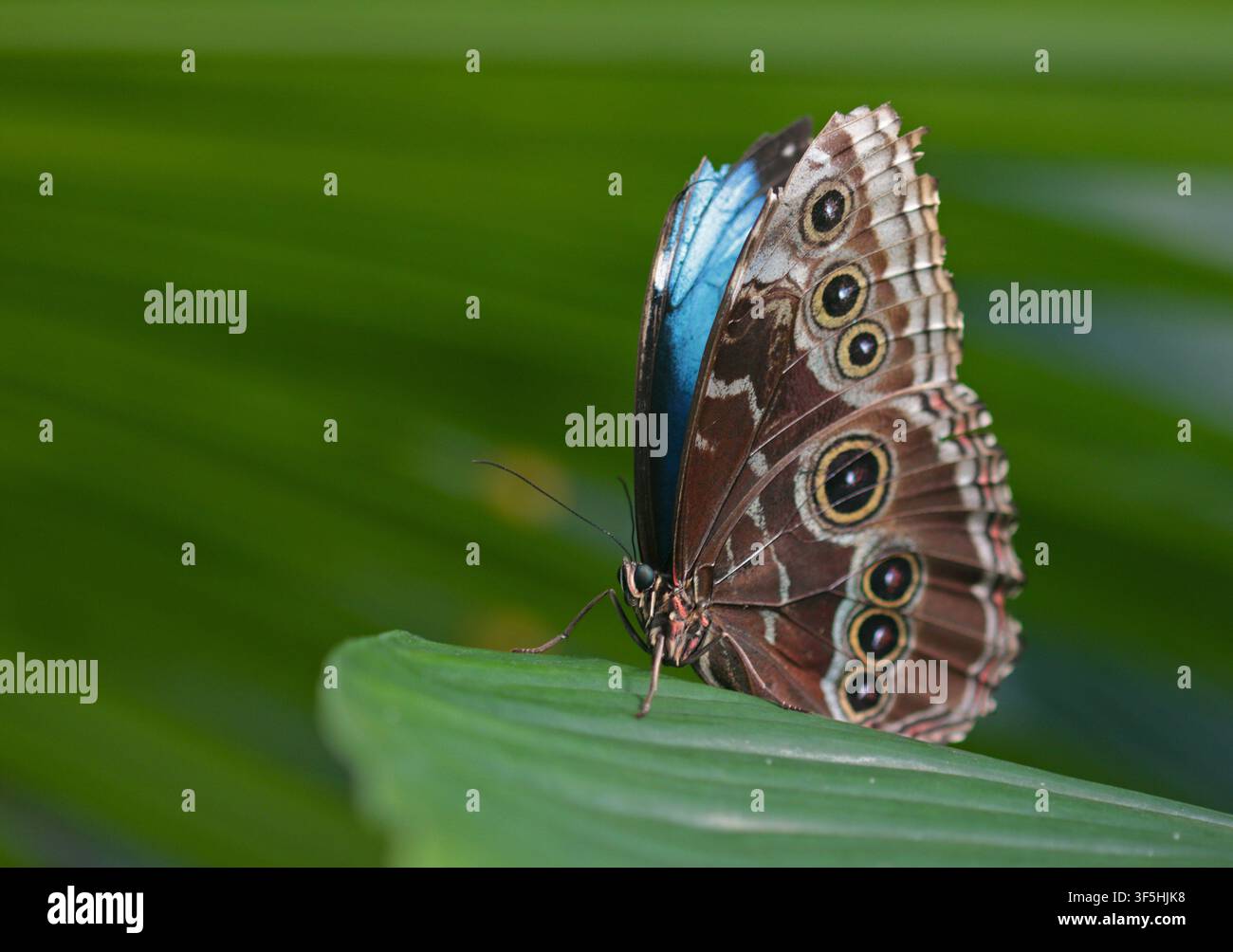 Farfalla blu Morpho Menelao (morpho menelaus) Foto Stock
