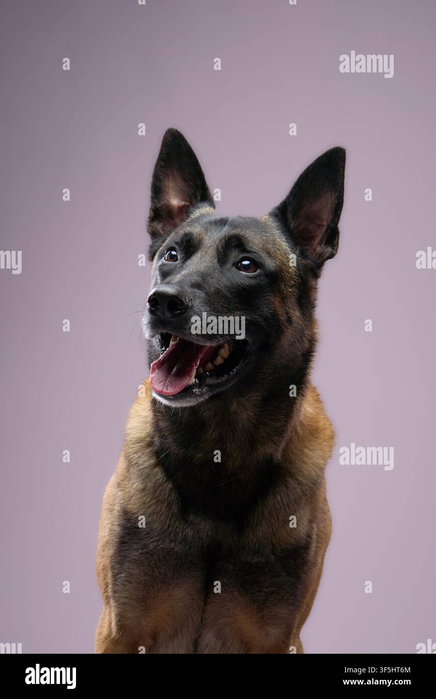La bocca del cane è aperta in un'espressione allegra. Il suo sguardo è focalizzato verso il lato destro. Foto Stock