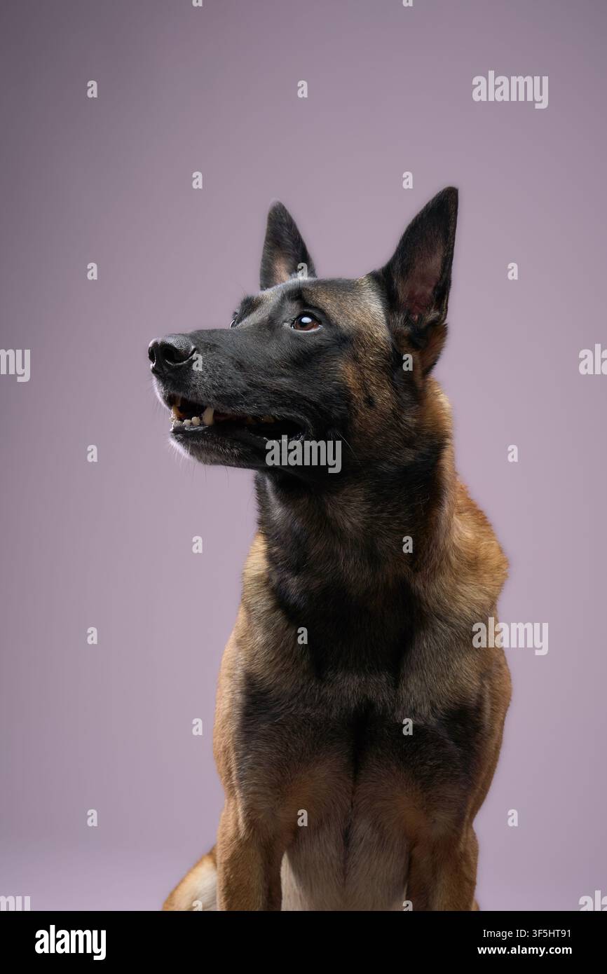 Il cane siede tranquillamente con un'espressione morbida, a bocca chiusa. La sua postura eretta mostra attenzione. Foto Stock