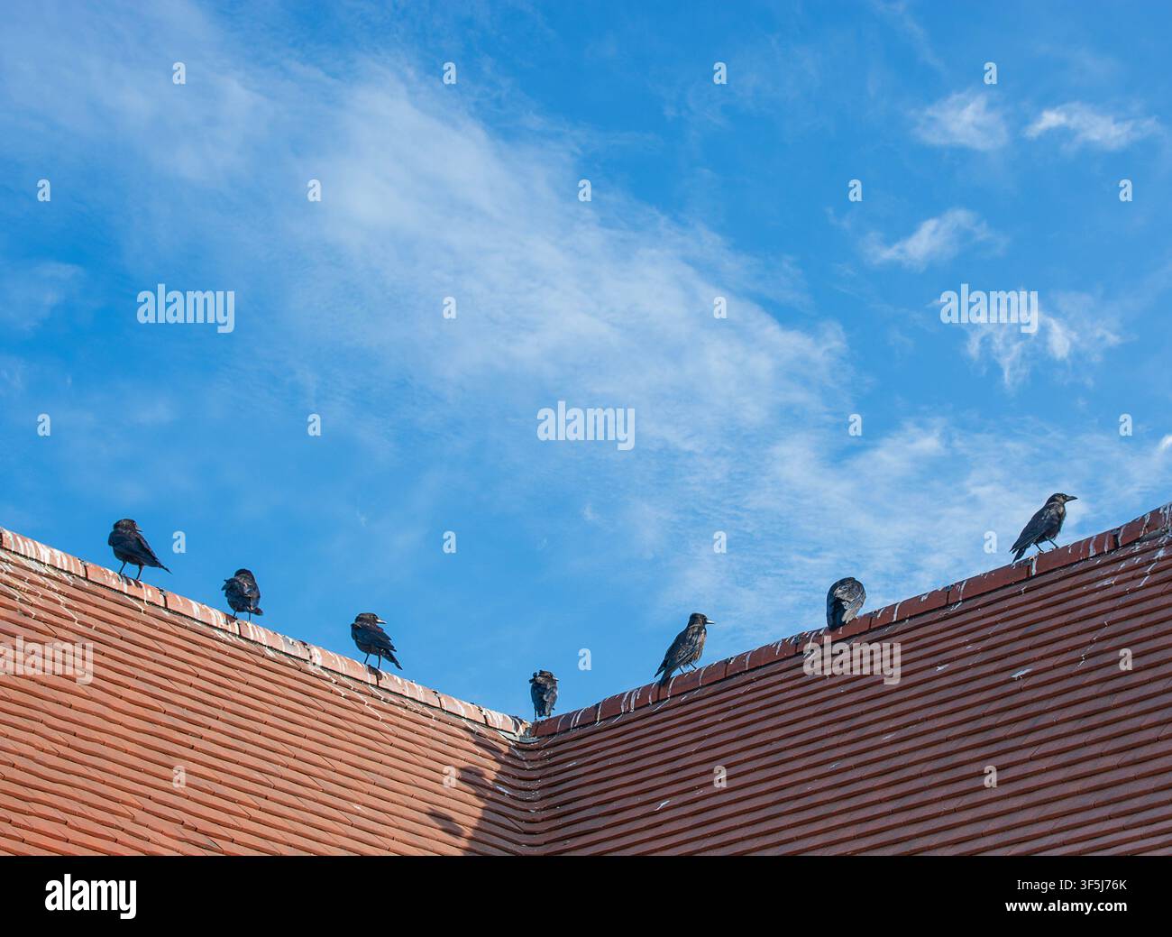 Sette corvi appollaiati in fila su un tetto rosso contro un cielo blu Foto Stock