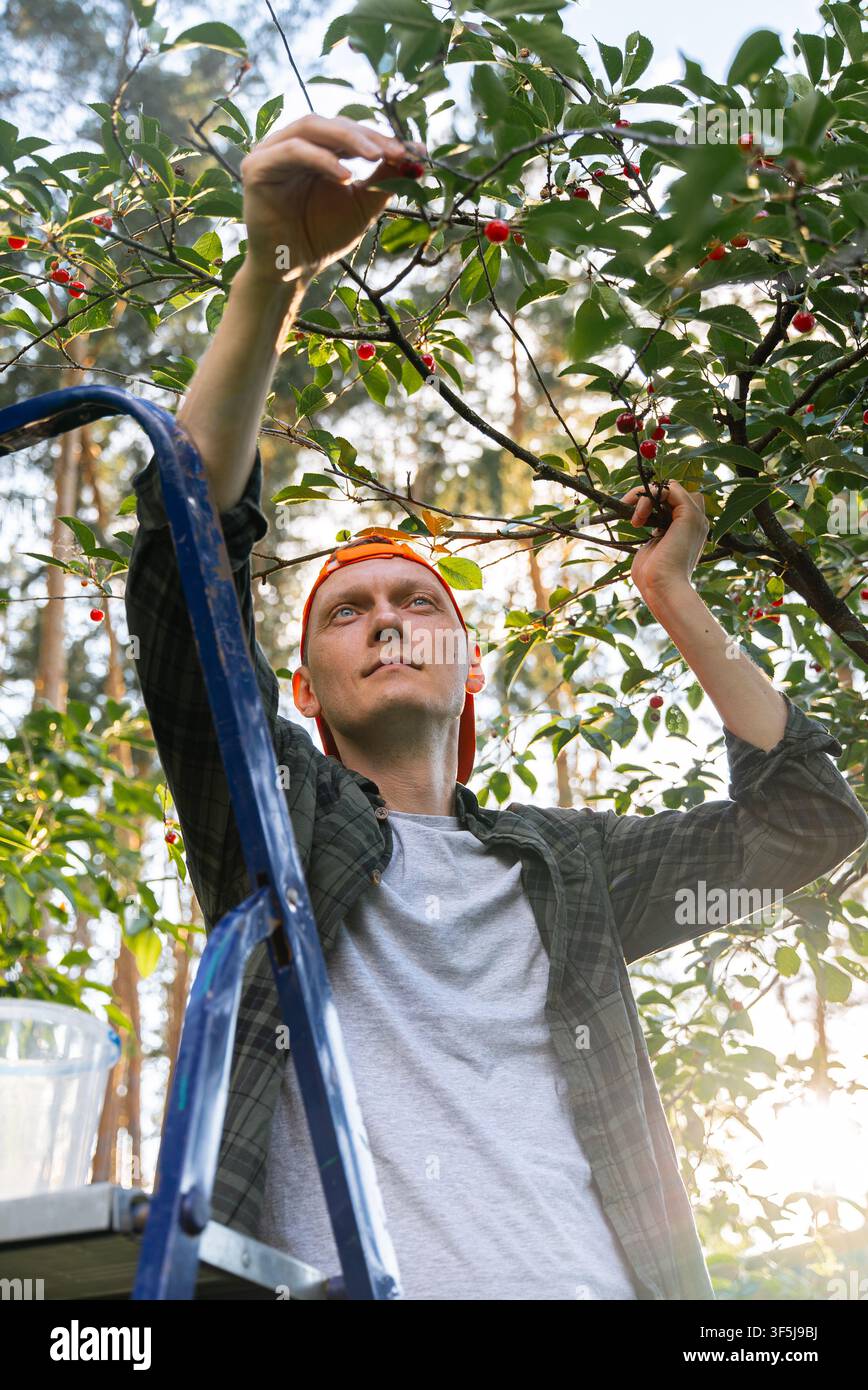 Uomo su una scala raccoglie ciliegie biologiche mature da un albero in un frutteto illuminato dal sole in campagna, mostrando giardinaggio stagionale, frutta coltivata localmente e sostenibilità Foto Stock