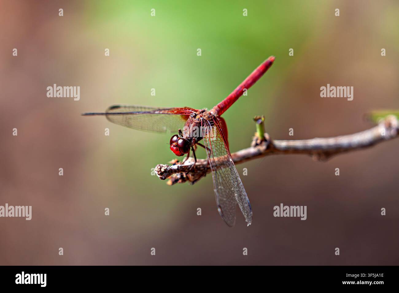 una libellula di fuoco rossa nella Caatinga in Brasile (Crocothemis erythraea) Foto Stock