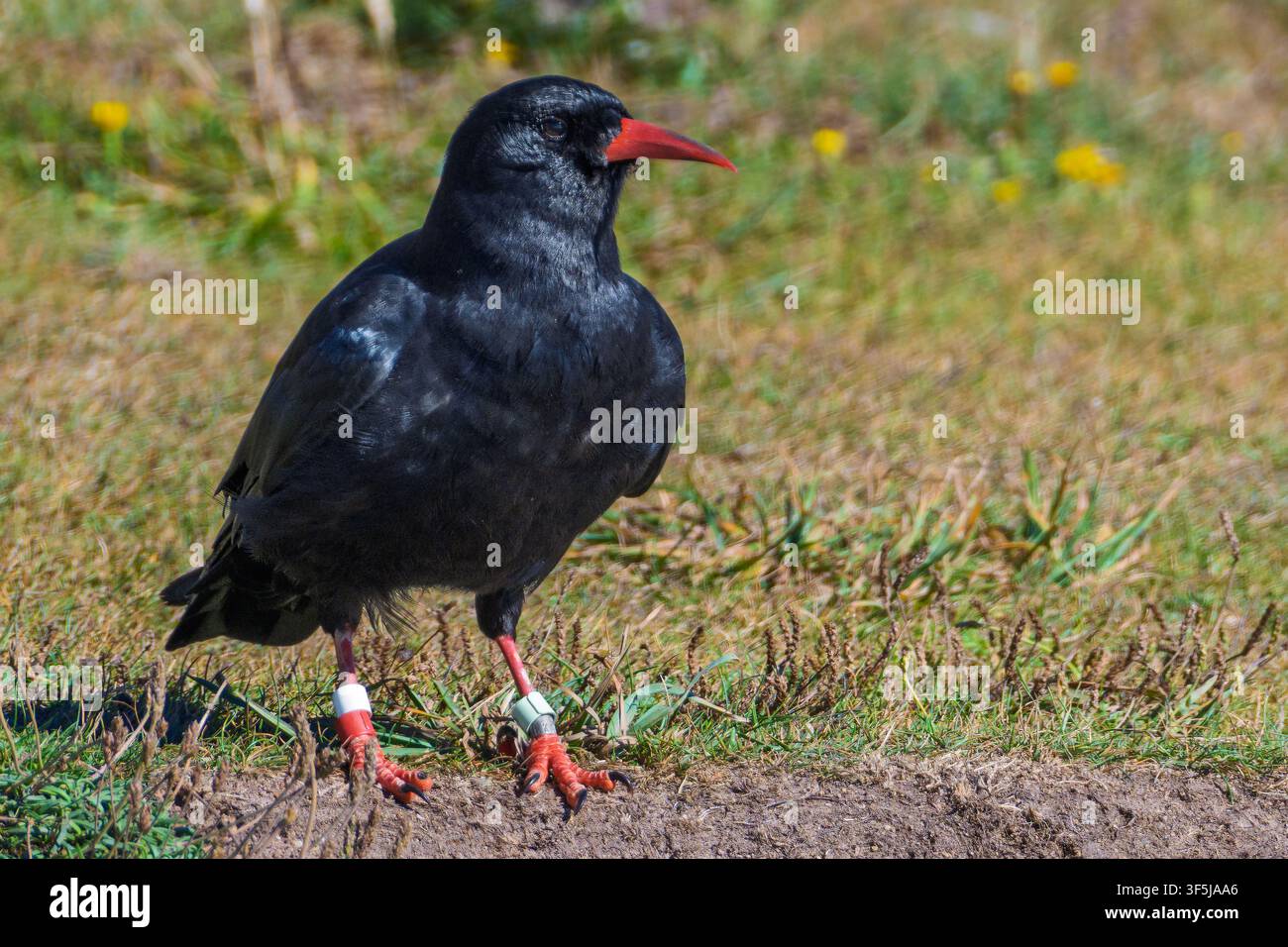 Un corvo adulto con piumaggio nero e zampe, piedi e becco colorati. Foto Stock