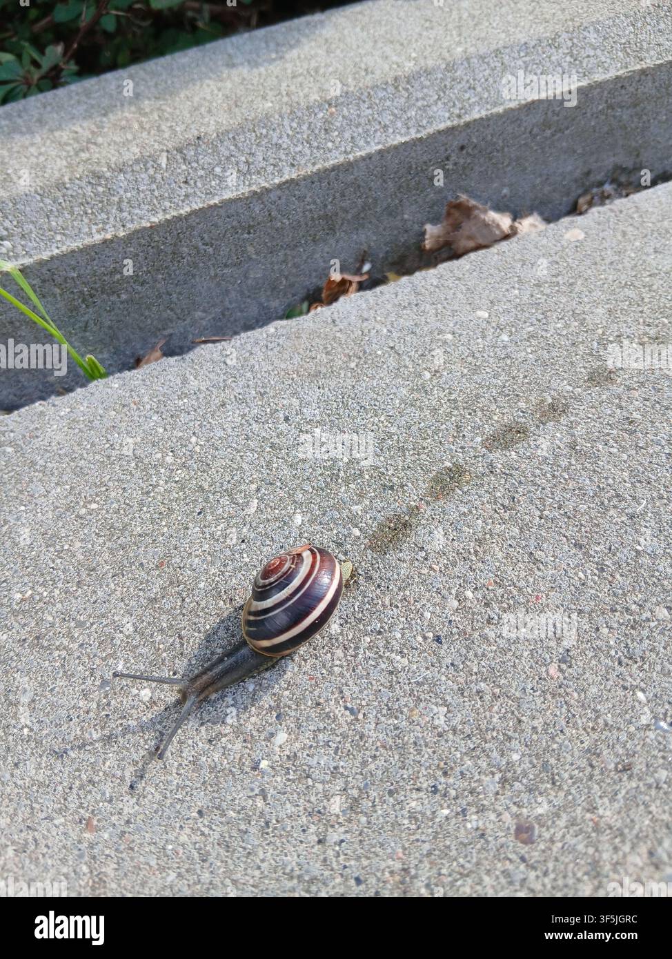 Vista ad angolo alto di una piccola lumaca striata che si fa strada su un marciapiede di cemento grigio, lasciandosi dietro una prominente scia di muco lucida. - Immagine stock catturata con smartphone