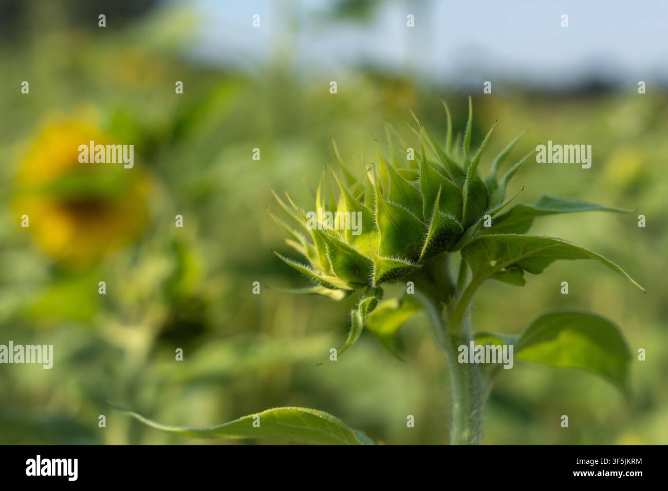 Un bocciolo di girasole non aperto cresce nella calda luce estiva Foto Stock