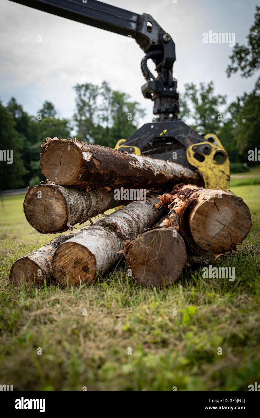 Il grappolo forestale solleva tronchi di betulla appena tagliati durante una dimostrazione di macchinari all'aperto. Foto Stock