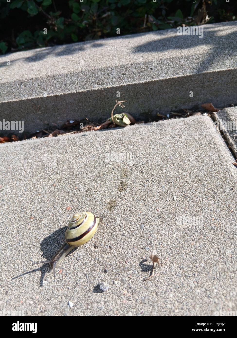 Prima vista di una piccola lumaca striata che striscia lentamente su una lastra di pietra grigia, lasciandosi dietro una scia di muco umido e luccicante in una giornata di sole Foto Stock