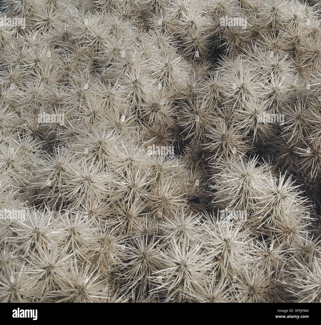 Primo piano di un cactus bianco spinoso che forma una trama naturale densa nel Giardino dei Cactus di Lanzarote, Isole Canarie, creando un motivo botanico astratto Foto Stock