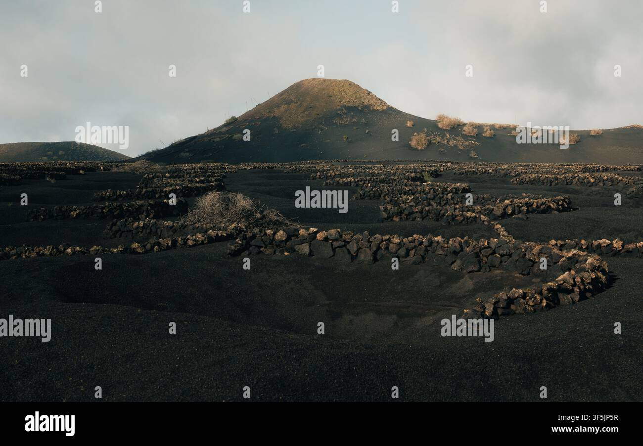 Vigneti di La Geria su cenere vulcanica, Lanzarote, Isole Canarie. Foto Stock