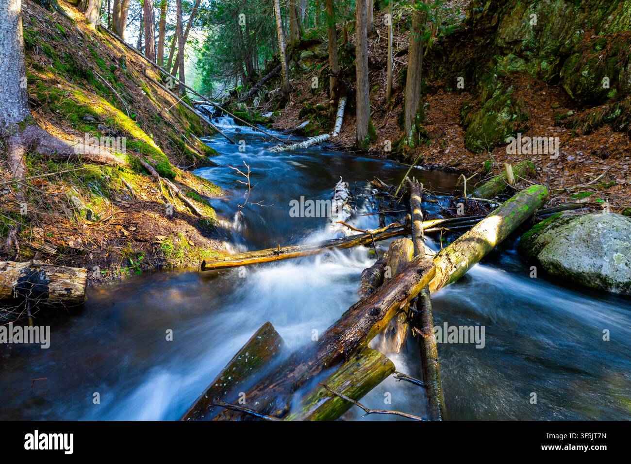 Ruscello boschivo sereno che scorre oltre argini muschiosi e un sbarramento di tronchi in primavera Foto Stock