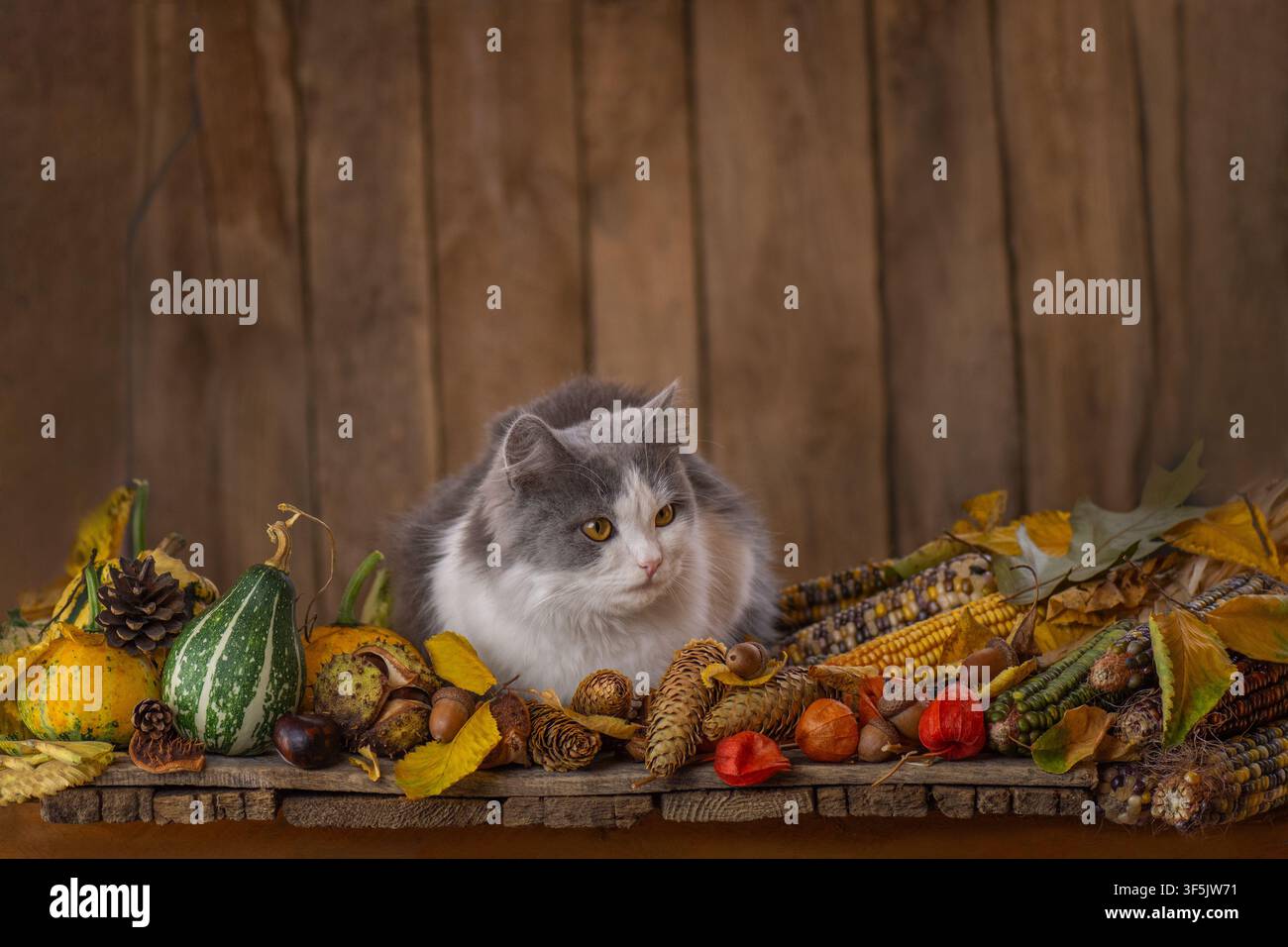 Scena rustica e accogliente combina un ritratto di animale domestico con una classica composizione del raccolto autunnale. Gatto domestico soffice che riposa tranquillamente tra ortaggi autunnali e fiori in Foto Stock