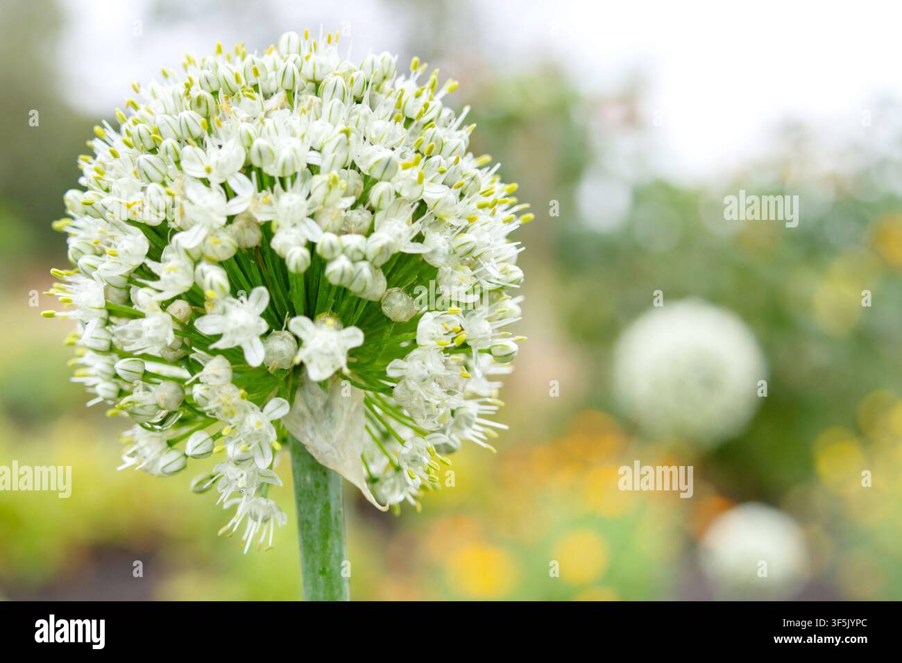 Palla bianca di piccoli fiori sullo stelo, fiori di cipolla nel giardino estivo per produrre semi. Foto Stock