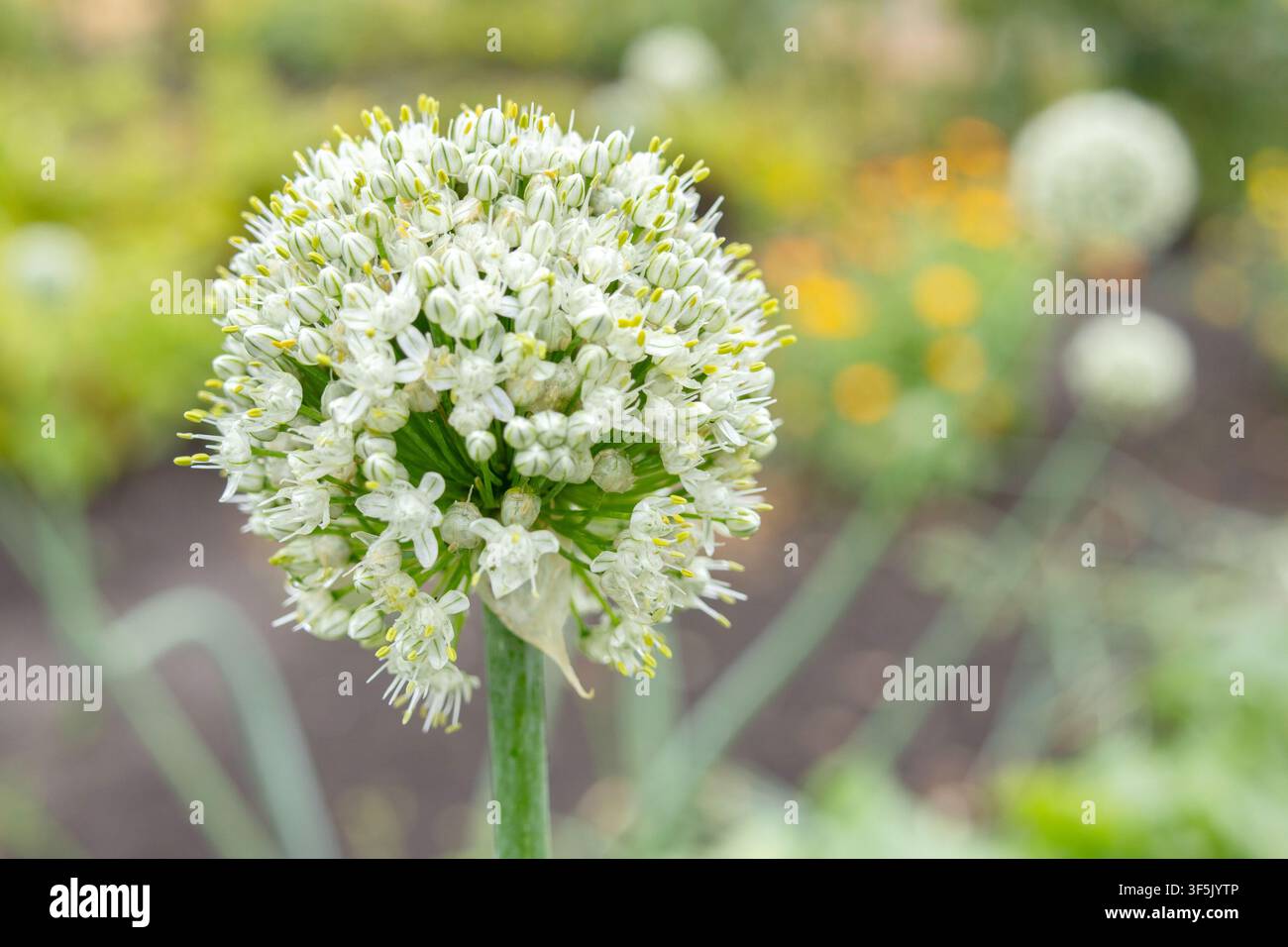 Palla bianca di piccoli fiori sullo stelo, fiori di cipolla nel giardino estivo per produrre semi. Foto Stock