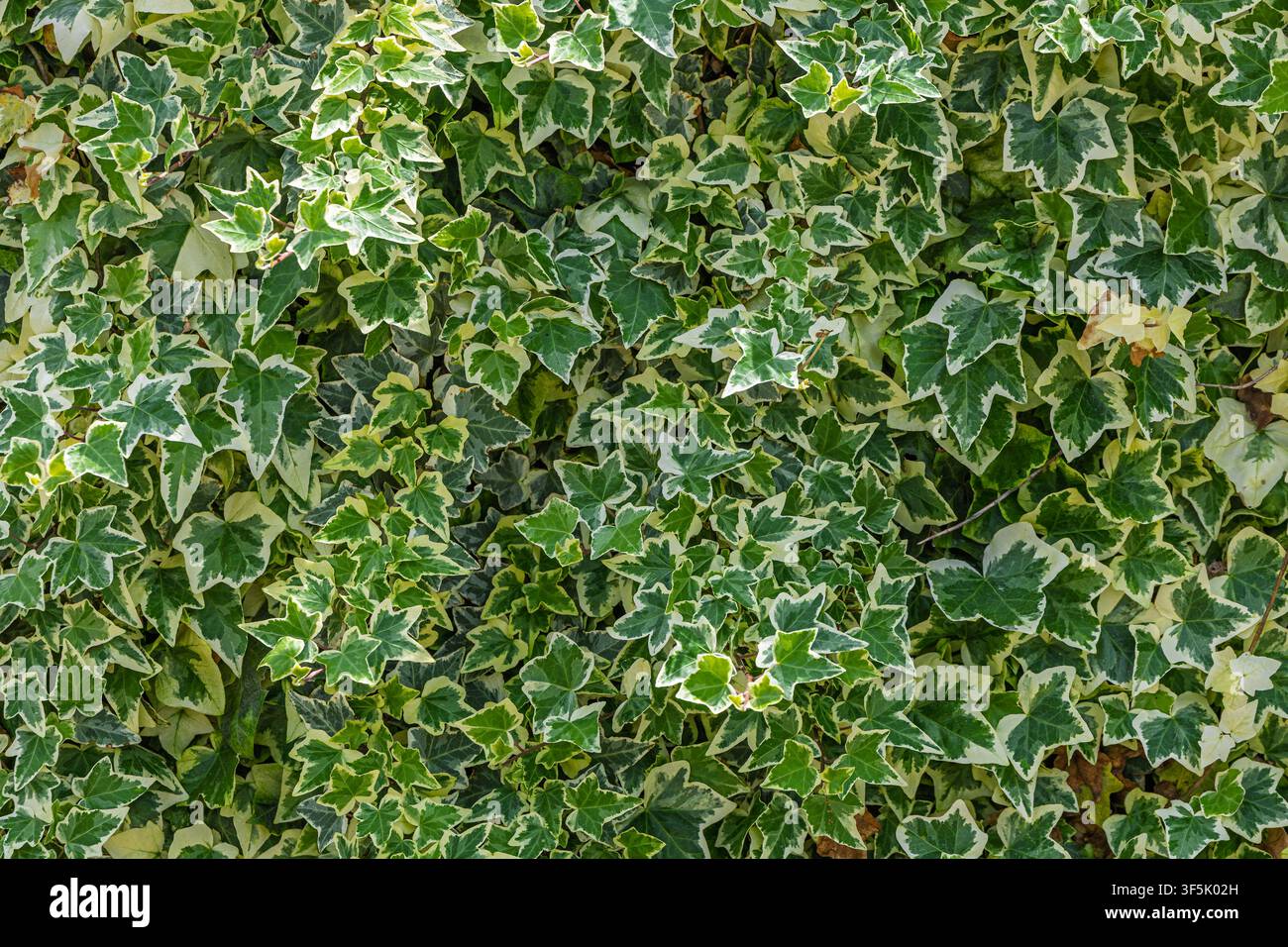 Edera variegata densa con foglie verdi e crema che forma un muro vivente lussureggiante, offrendo una texture naturale e un fogliame vibrante ideale per gli sfondi del giardino Foto Stock