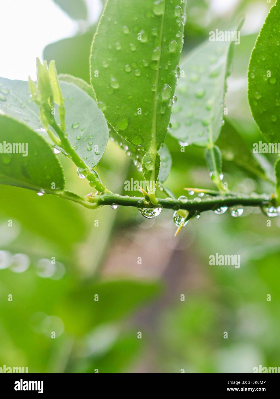 Fogliame di limone bagnato e gocce d'acqua limpide su un ramo spinoso dopo la pioggia, che mostrano dettagli botanici tropicali freschi nella natura. Foto Stock