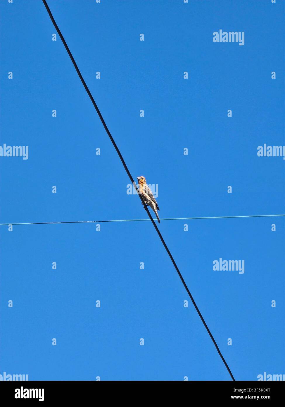 Piccolo uccello canoro appollaiato su un cavo elettrico contro un cielo blu chiaro con spazio per il testo Foto Stock