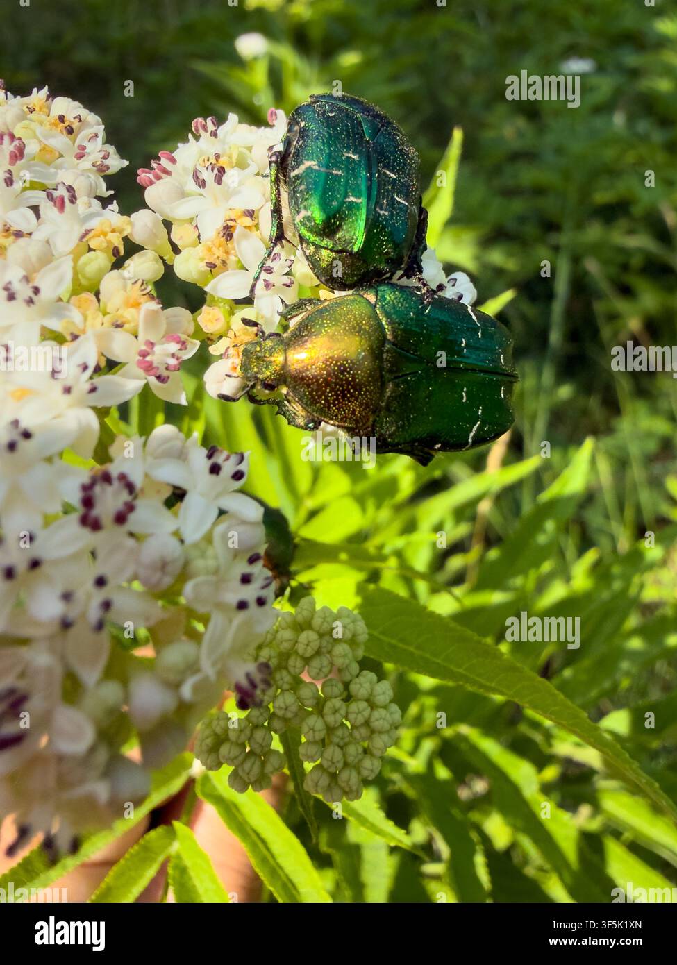 Due vivaci scarabei rosa verde metallico esplorano un grappolo di fiori bianchi, probabilmente nutrendosi di nettare o raccogliendo polline per sostenersi Foto Stock