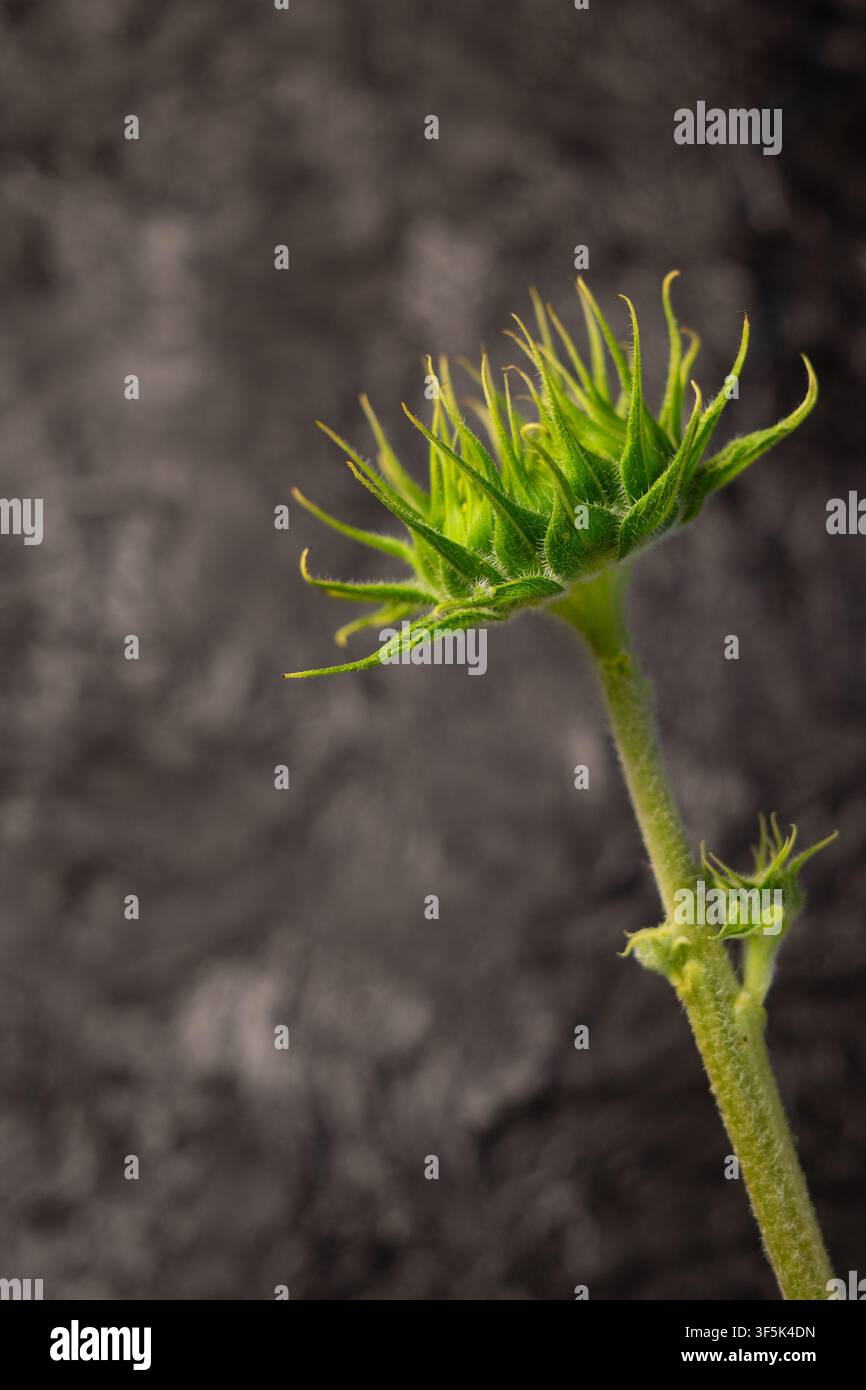 Bocciolo di girasole decorativo su sfondo grigio con spazio per il testo Foto Stock