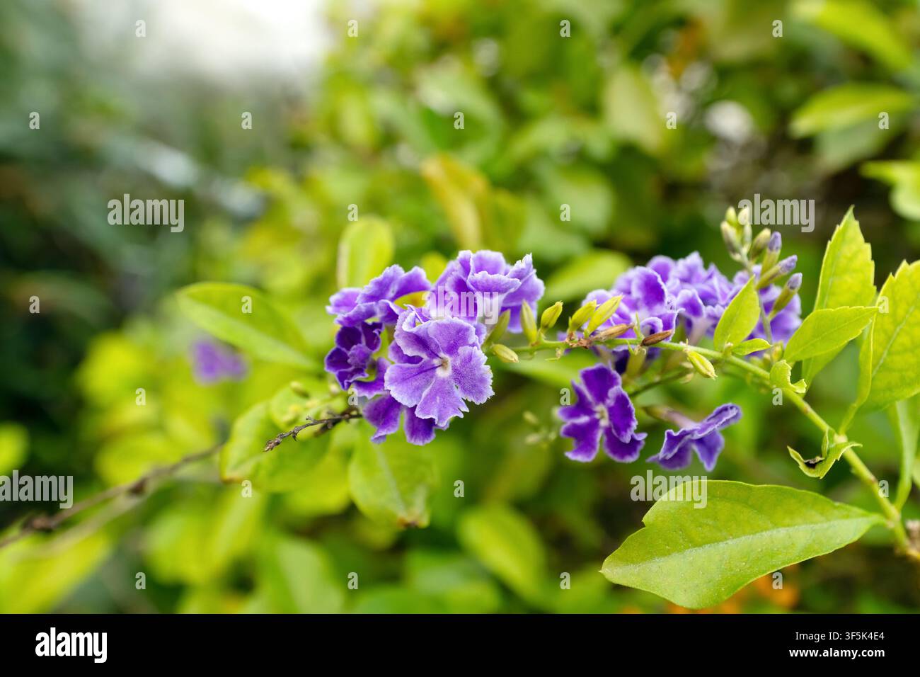 Arbusto ornamentale tropicale fiorito di Duranta erecta (goccia dorata, bacca dei piccioni e fiore del cielo) con grappoli di fiori viola, bacche arancioni an Foto Stock