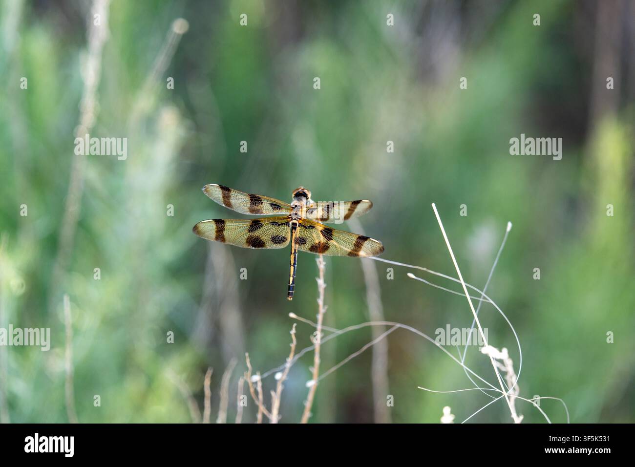 Libellula bandiera di Halloween (Celithemis eponina) appoggiata su uno stelo di pianta secca. Foto Stock
