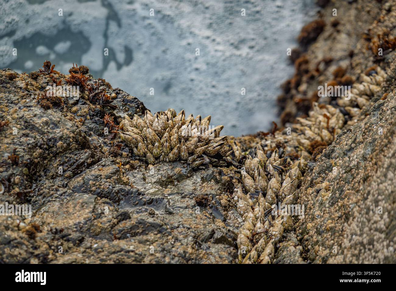 Le patelle di oca si aggrappano a una costa rocciosa in California Foto Stock