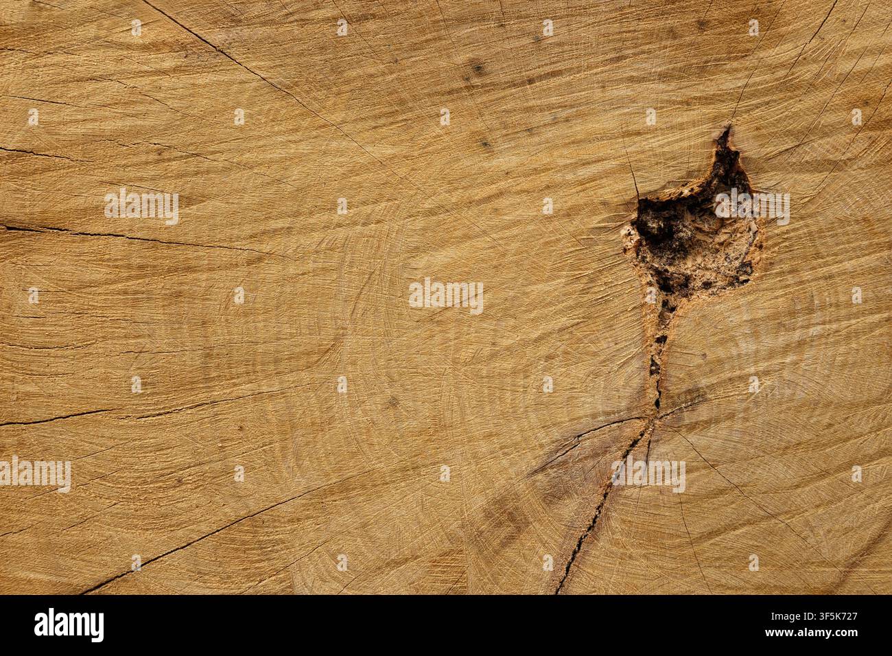 Una sezione trasversale di un tronco d'albero con un difetto sotto forma di crepe e vuoti Foto Stock