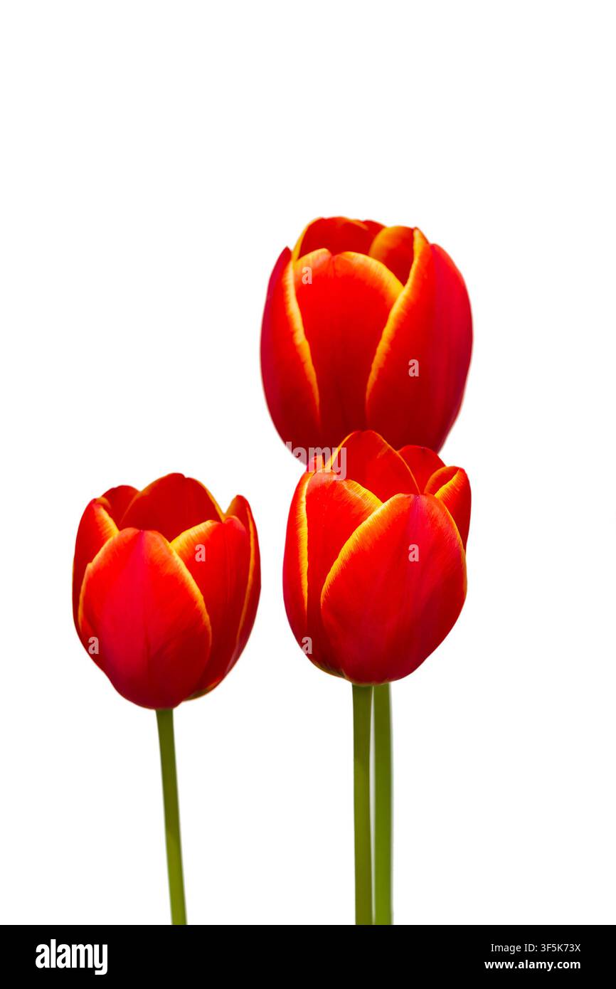 Tre tulipani rossi con un bordo giallo, isolati su uno sfondo bianco senza foglie Foto Stock