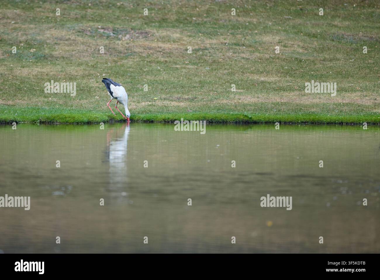 Ciconia bianca in piedi nella natura reale intorno all'area di vita e nidificazione Foto Stock