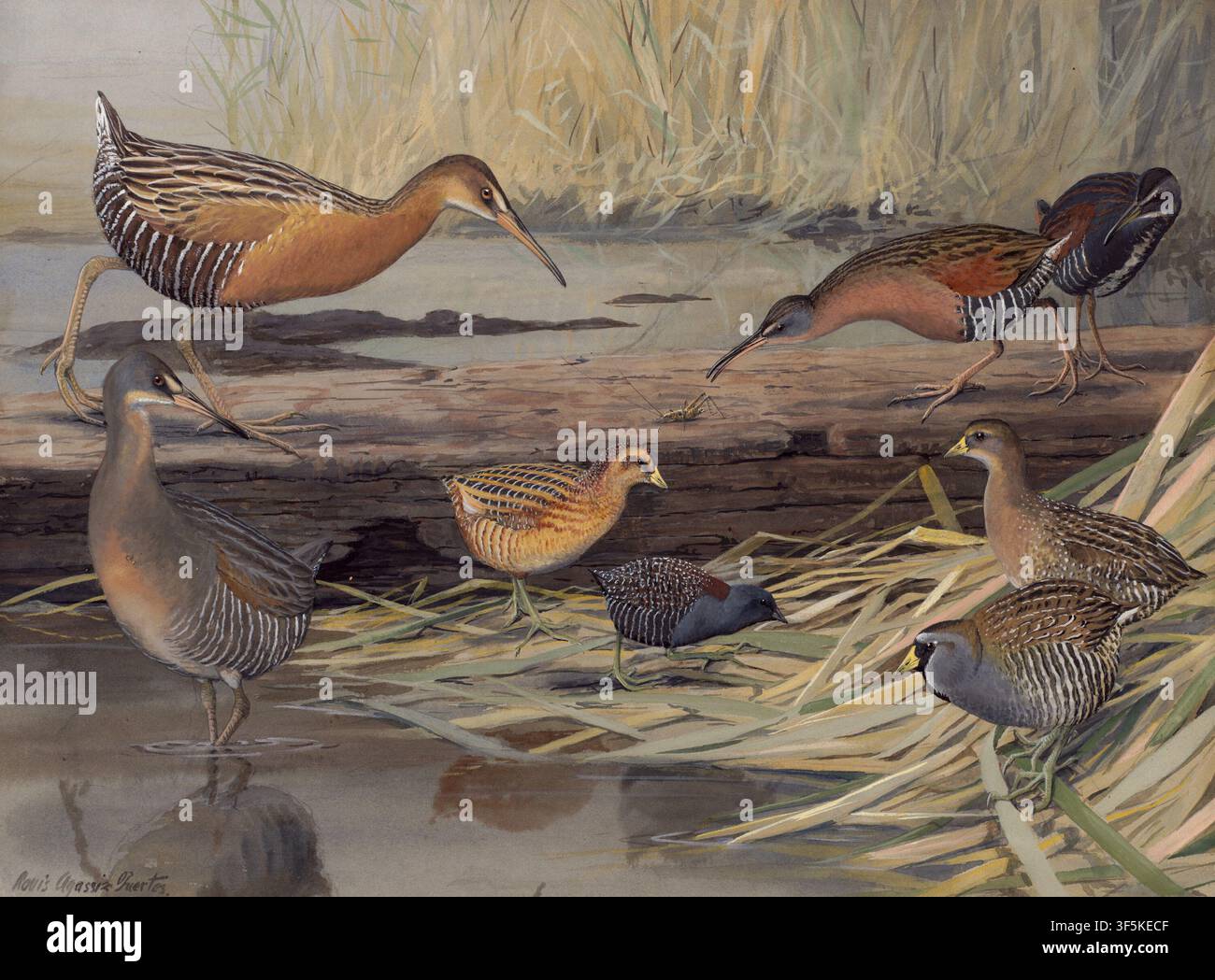 Piatto storico di uccelli con Ralle reali, Ralle della Virginia, Ralle gialli, Ralle neri, Ralle chiocciole e Sora in un habitat di palude d’acqua dolce. Illustrazione di fauna di Louis Agassiz Fuertes, realizzata circa 1921–1927. Foto Stock