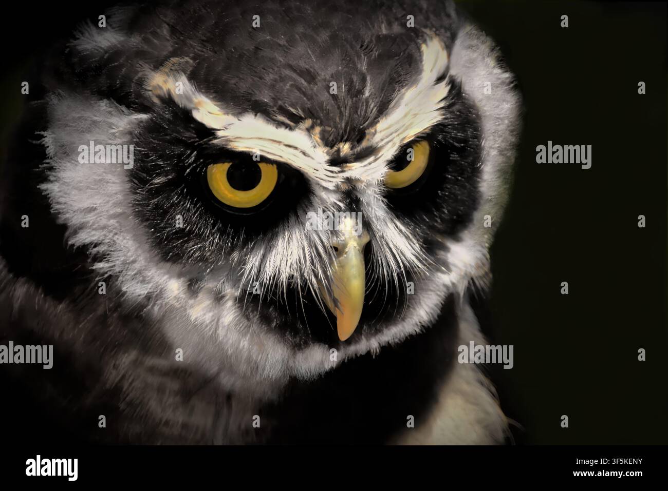 Close up del volto di un gufo Foto Stock