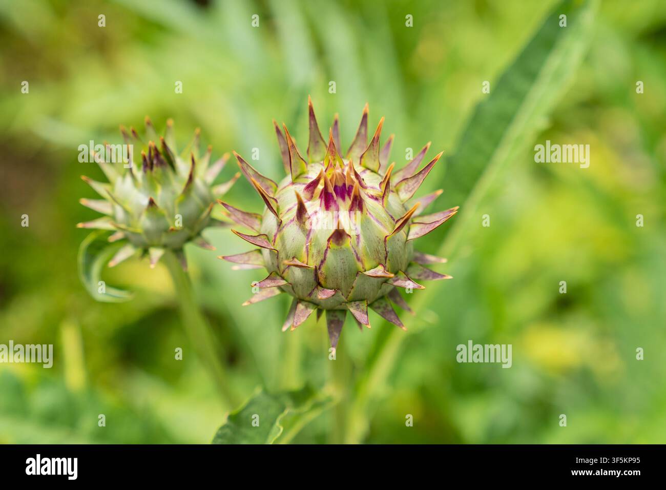 Boccione della fiorista Cardy visto nel giardino botanico durante la stagione estiva Foto Stock